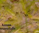Lonza caramellata - I men� di Benedetta