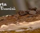 Torta di tiramis� - I men� di Benedetta