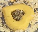 Anello di polenta con guazzetto di funghi al grana padano - Sorelle Landra