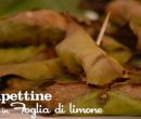 Polpettine in foglia di limone - I men di Benedetta